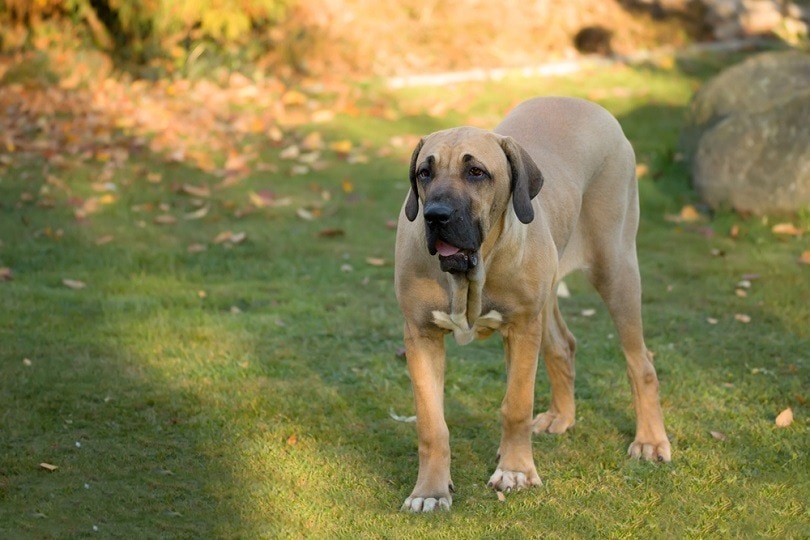 young female of Fila Brasileiro Brazilian Mastiff_Artush_shutterstock