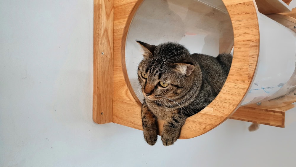 young tabby cat resting inside modern wall mounted cat bed capsule