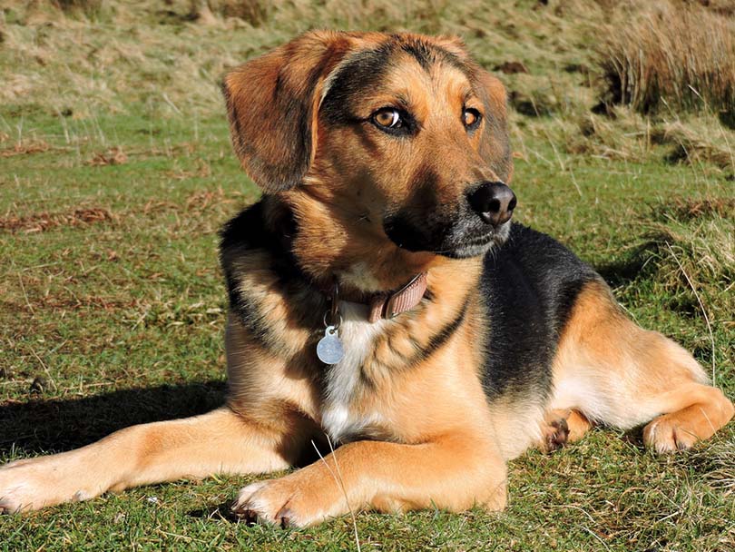 Beagle German Shepherd mix dog in a grass field