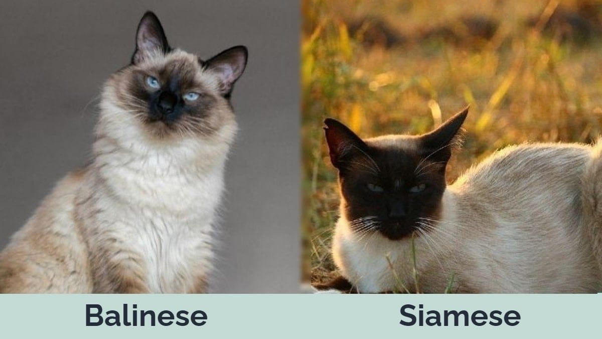 Hepper - Balinese vs Siamese Side by Side