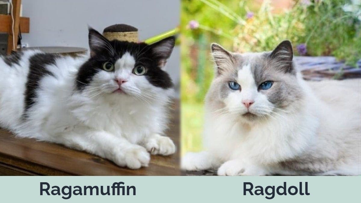 Hepper - Ragamuffin vs Ragdoll Side by Side