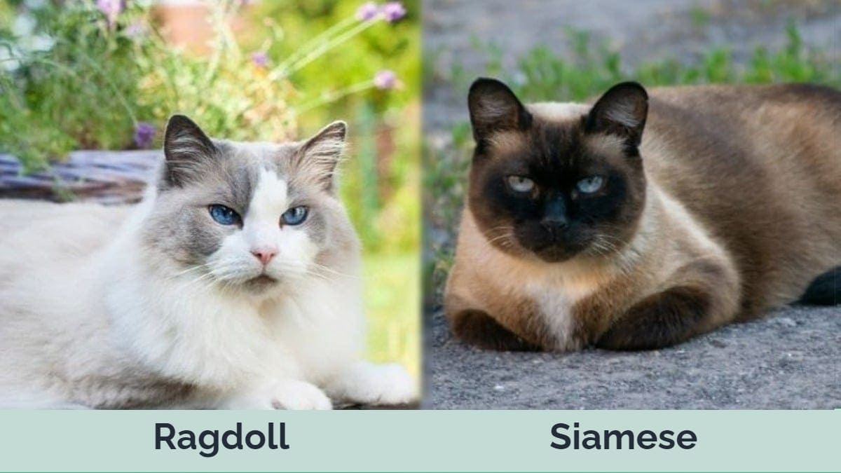 Hepper - Ragdoll vs Siamese side by side