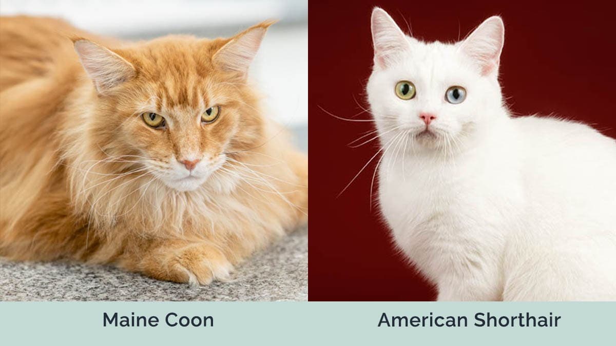Maine Coon vs American Shorthair side by side