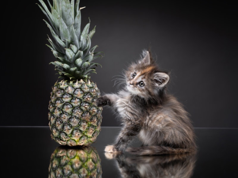 Maine coon kitten touching a pineapple fruit