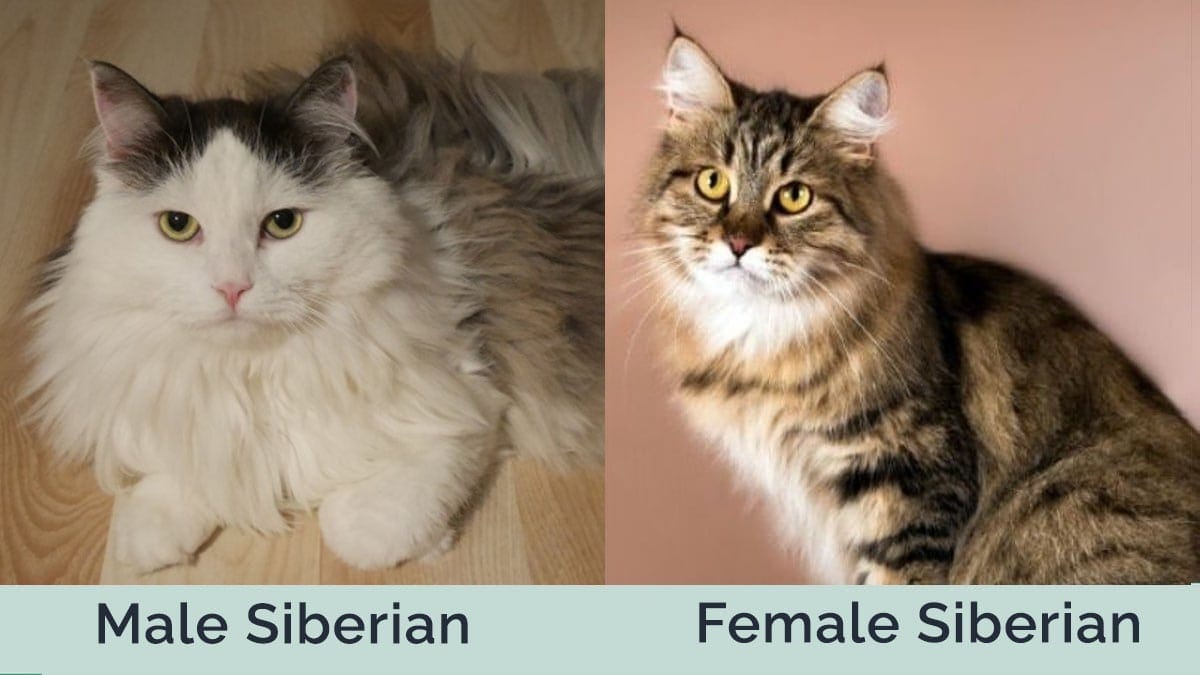 Male-vs.-Female-Siberian-Cat side by side