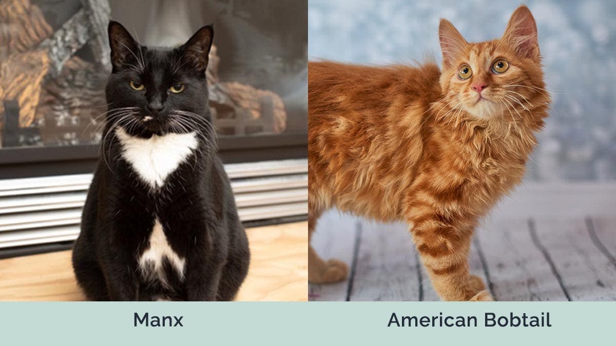 Manx vs American Bobtail side by side