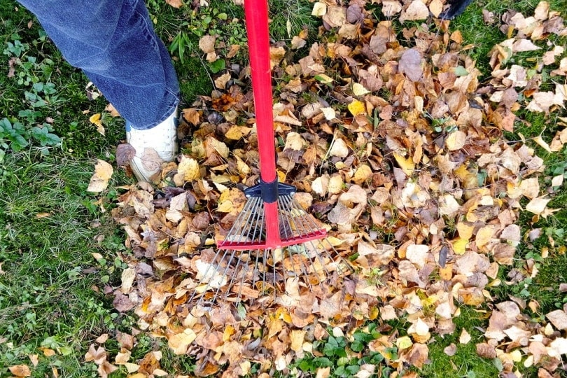 Person sweeping the yard full of leaves