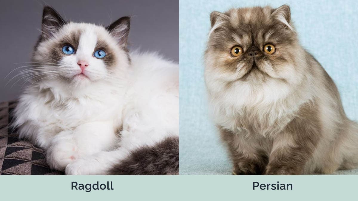 Ragdoll vs Persian side by side