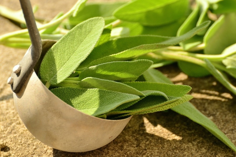 Sage leaves in a deep ladle on a table