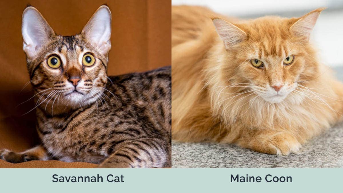 Savannah vs Maine Coon side by side