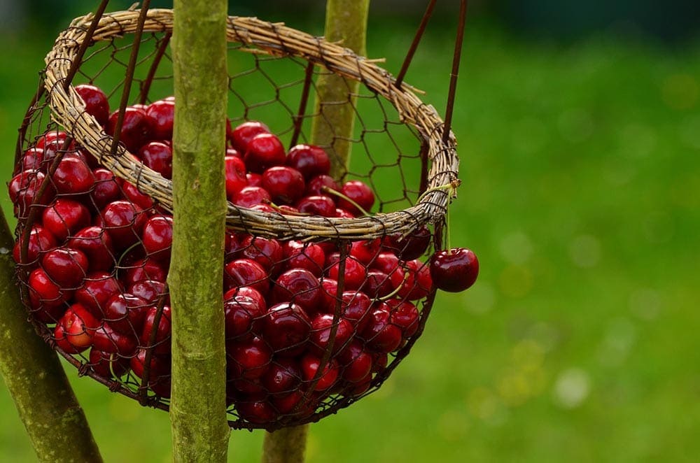 basket full of cherries