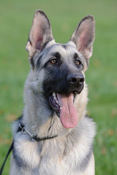 close up silver sable german shepherd