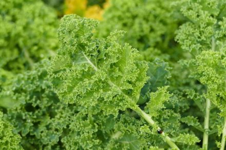 Can Guinea Pigs Eat Kale? Vet Reviewed Facts & FAQ Hepper Pet Resources