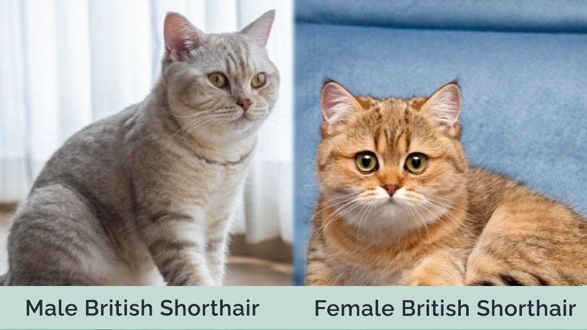 male vs female british shorthair cat side by side