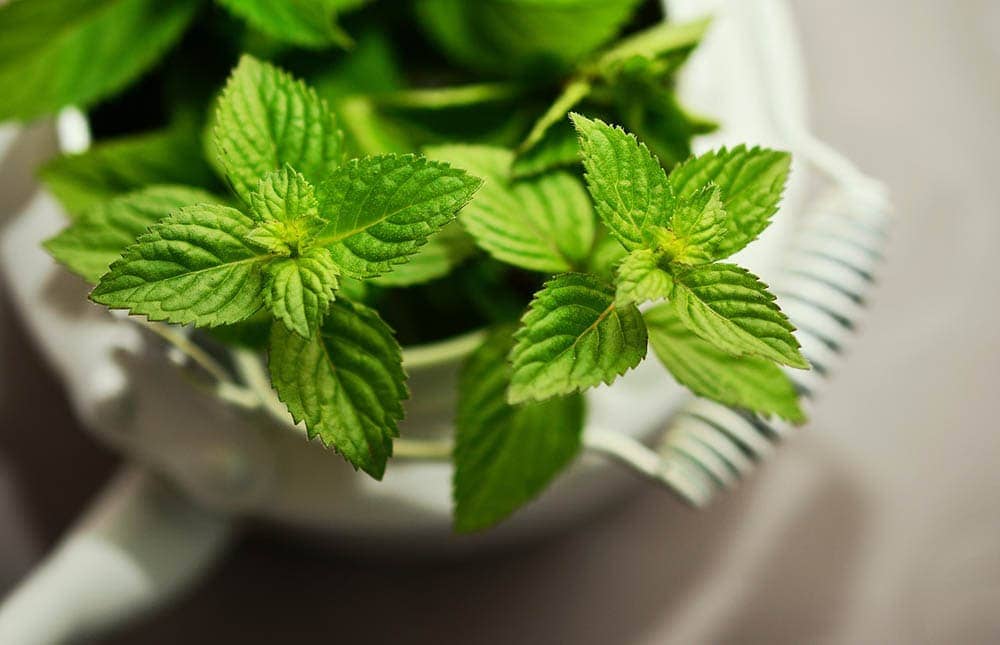 mint leaves close up