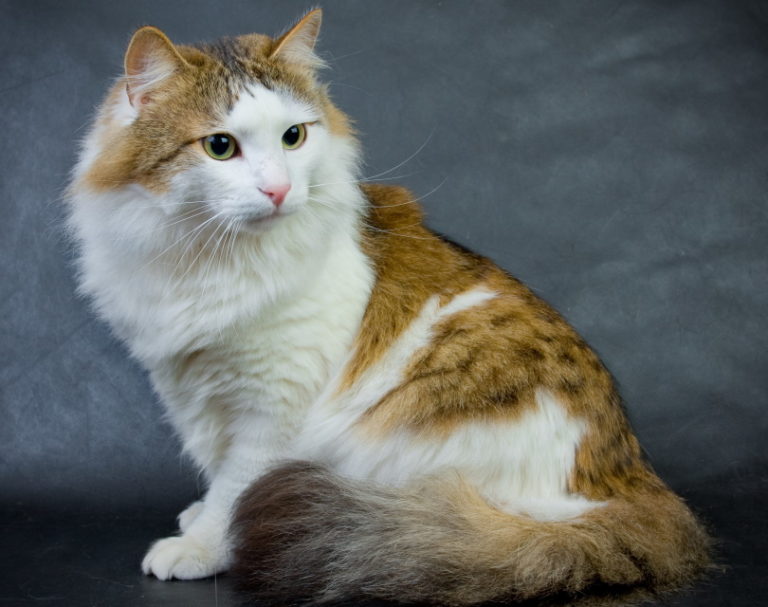 Ragamuffin: Info, Pictures, Characteristics & Facts | Hepper Pet Resources