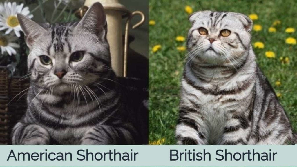 american-shorthair-cat-vs-british-shorthair-cat-visual-differences