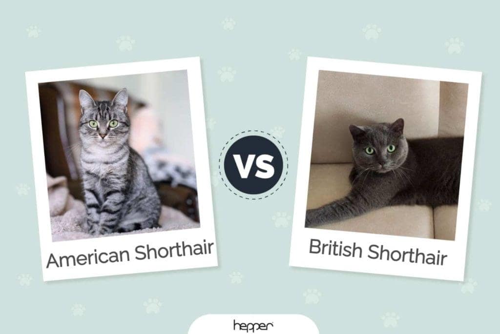 American Shorthair Cat vs British Shorthair Cat