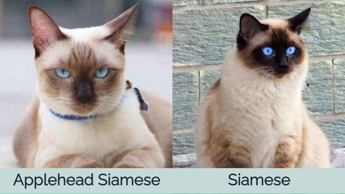 Applehead Siamese vs Siamese Cat
