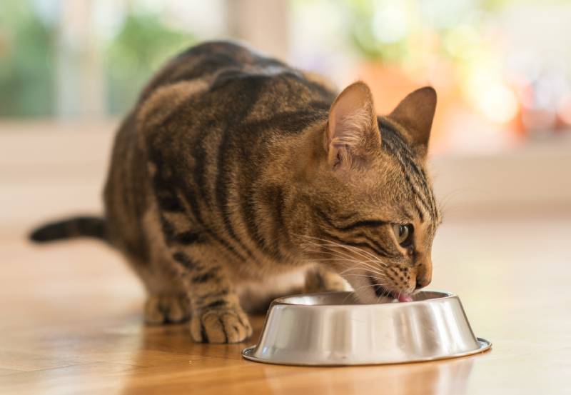 Beautiful feline cat eating on a metal bowl