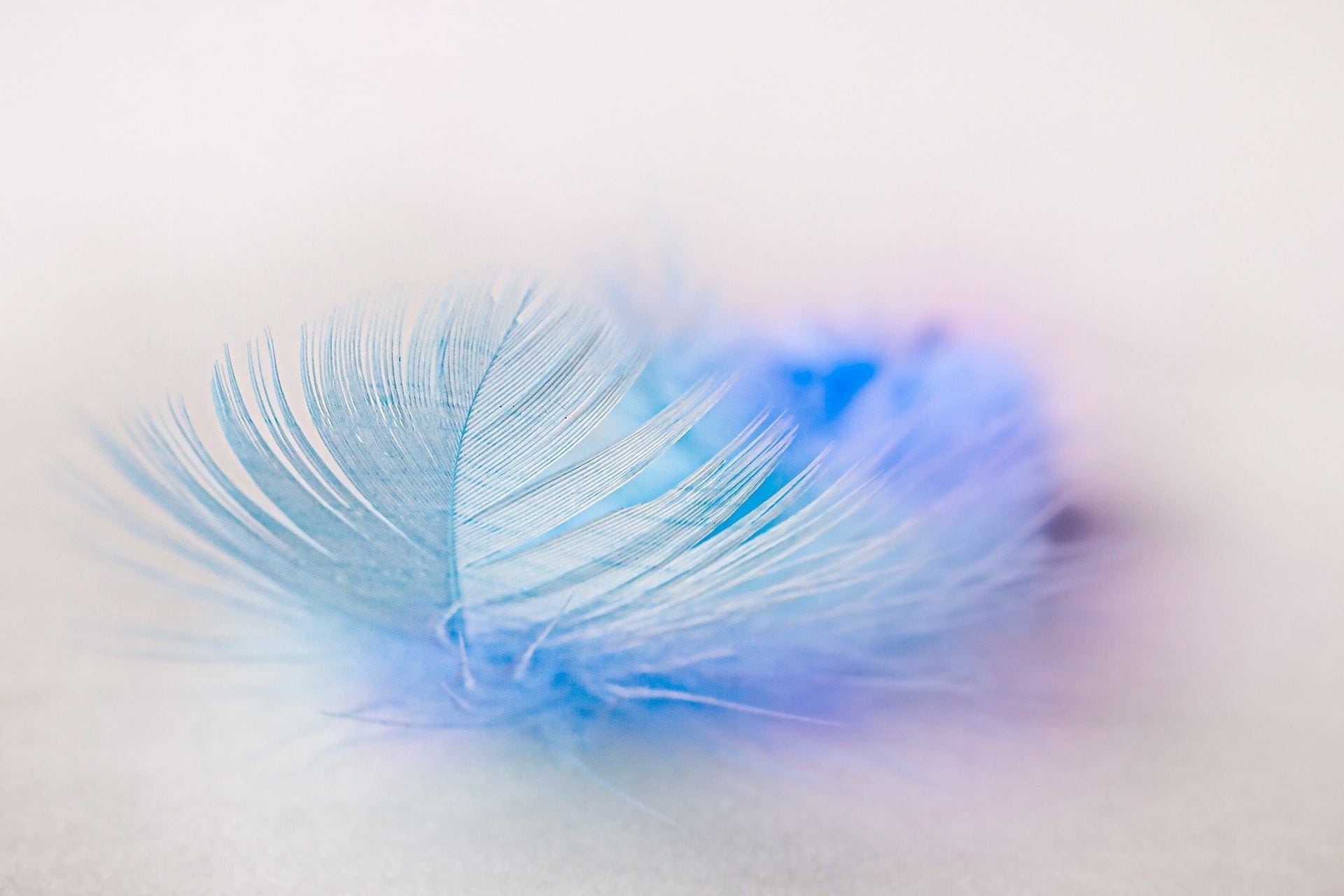 Bird Feather