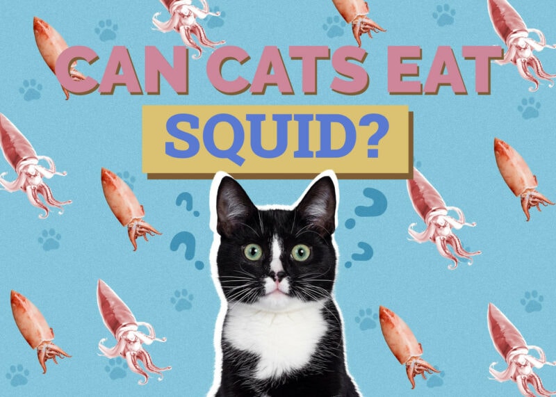 Can Cats Eat squid