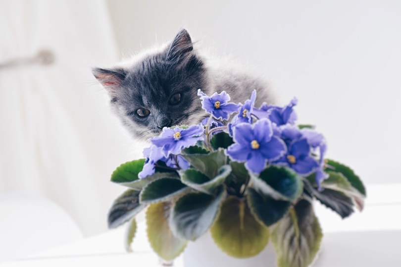 Cat African Violet