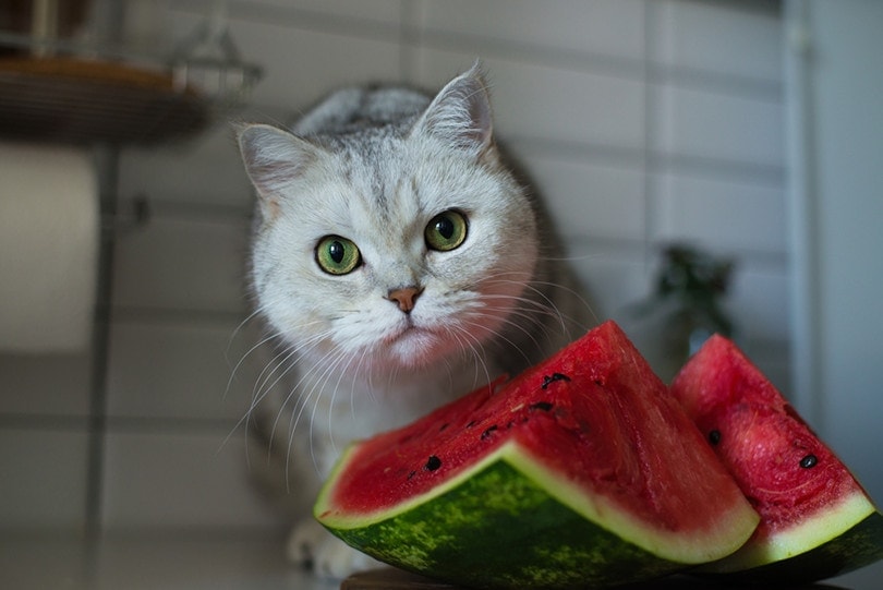 cat looking at the camera with melons in front