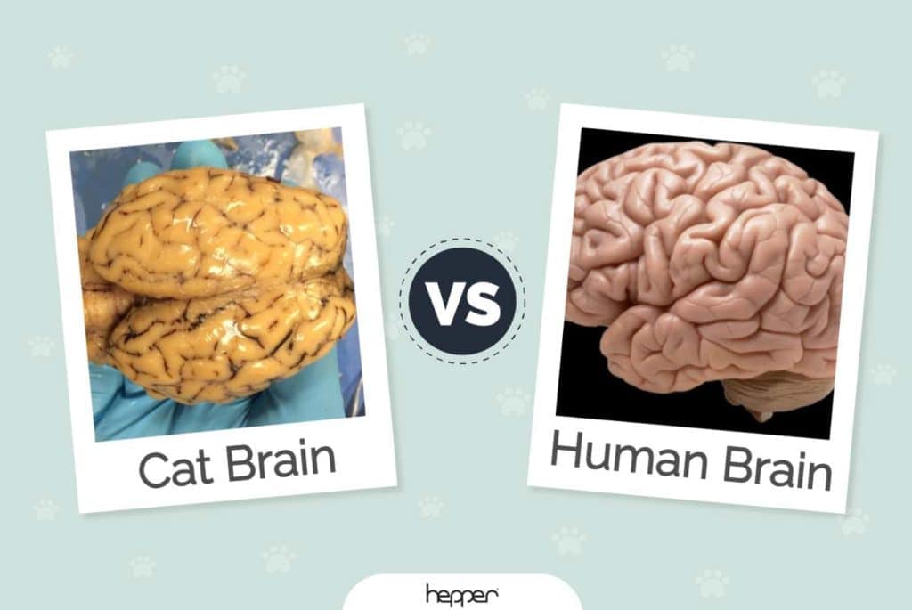 Cat Brain vs Human Brain