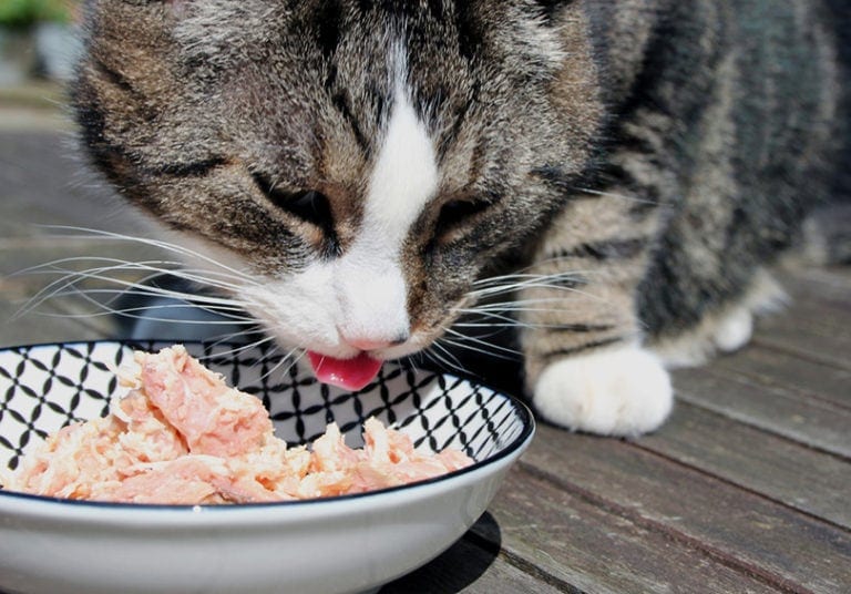 What Kinds of Fish Can Cats Eat? Vet-Reviewed Facts & FAQ | Hepper Pet ...