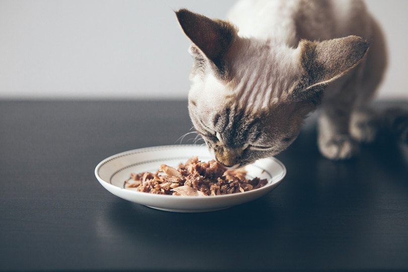 Cat Eating Tuna