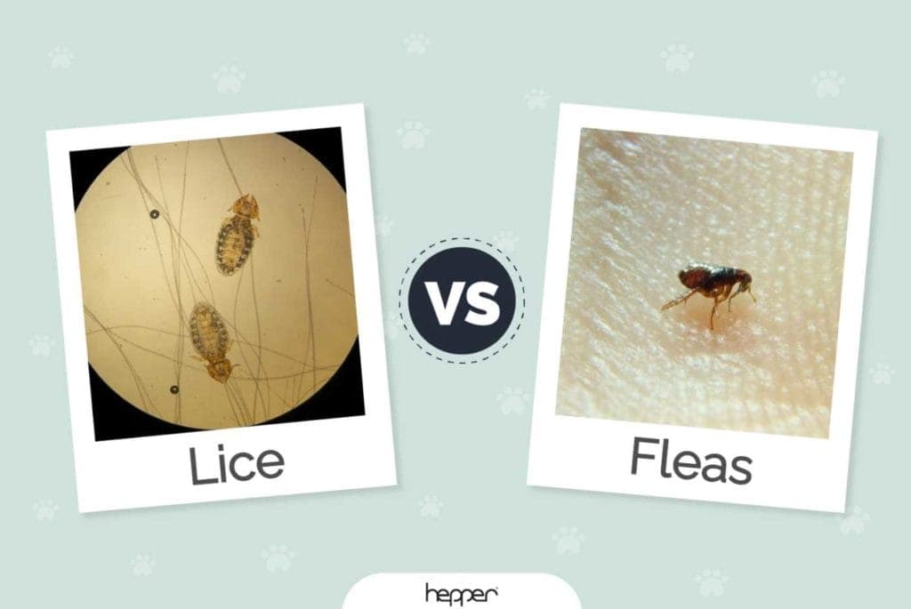 Cat Lice vs Fleas