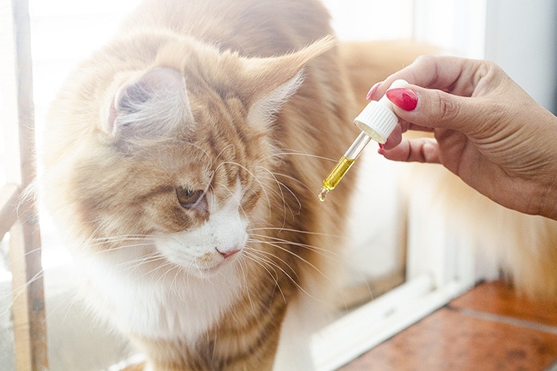 Cat Oil