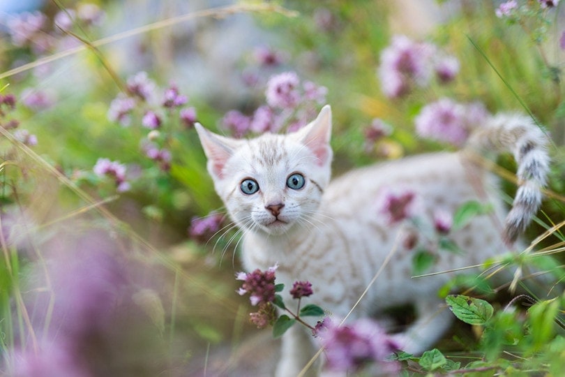 Cat Oregano