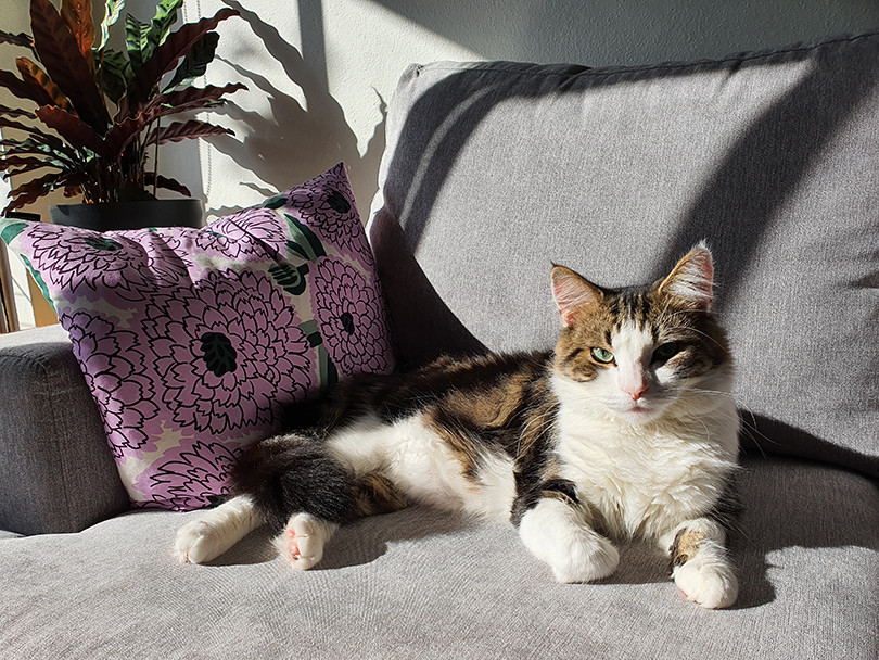 Cat calathea plant