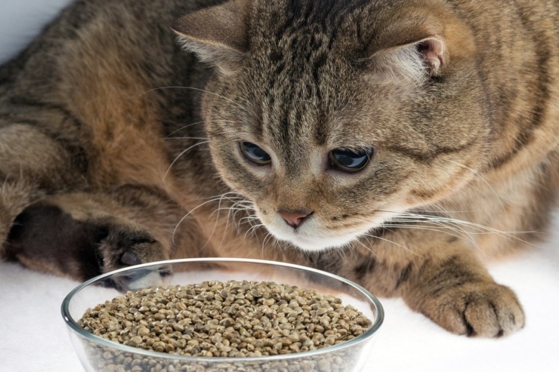 Cat sitting in front of a bowl of hemp seeds