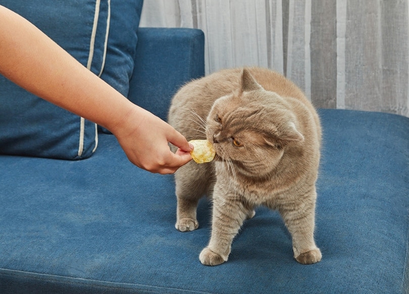 Cats Eatting Chips