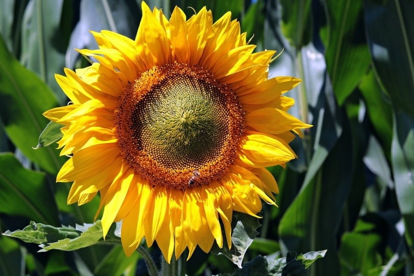 Closeup shot of a sunflower