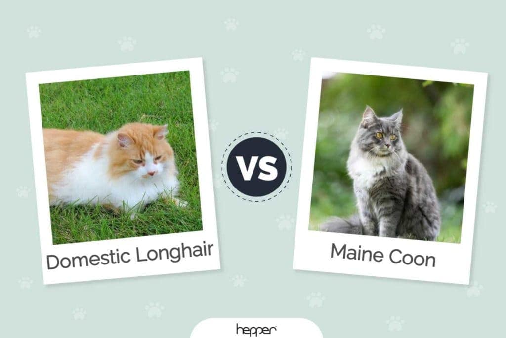 Domestic Longhair Cat vs Maine Coon