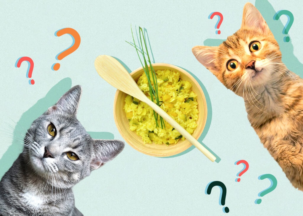 Can Cat Eat rice