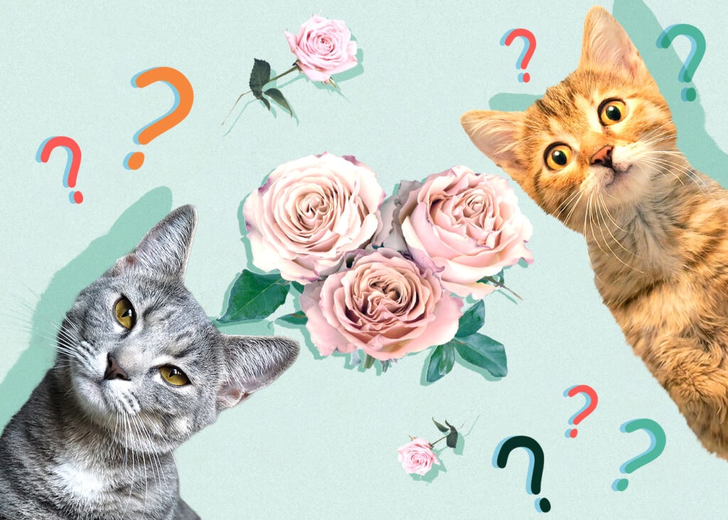 Can Cat Eat roses