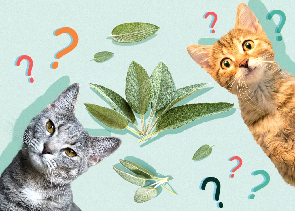Can Cat Eat sage