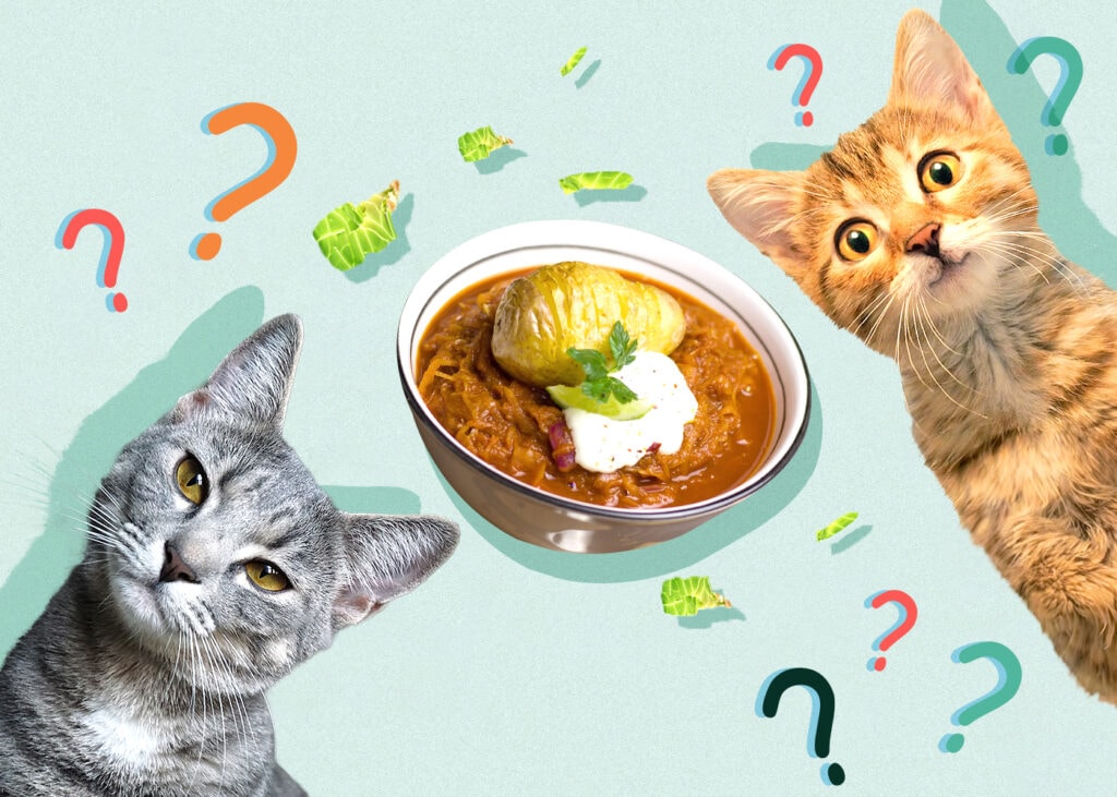 Can Cat Eat sauerkraut