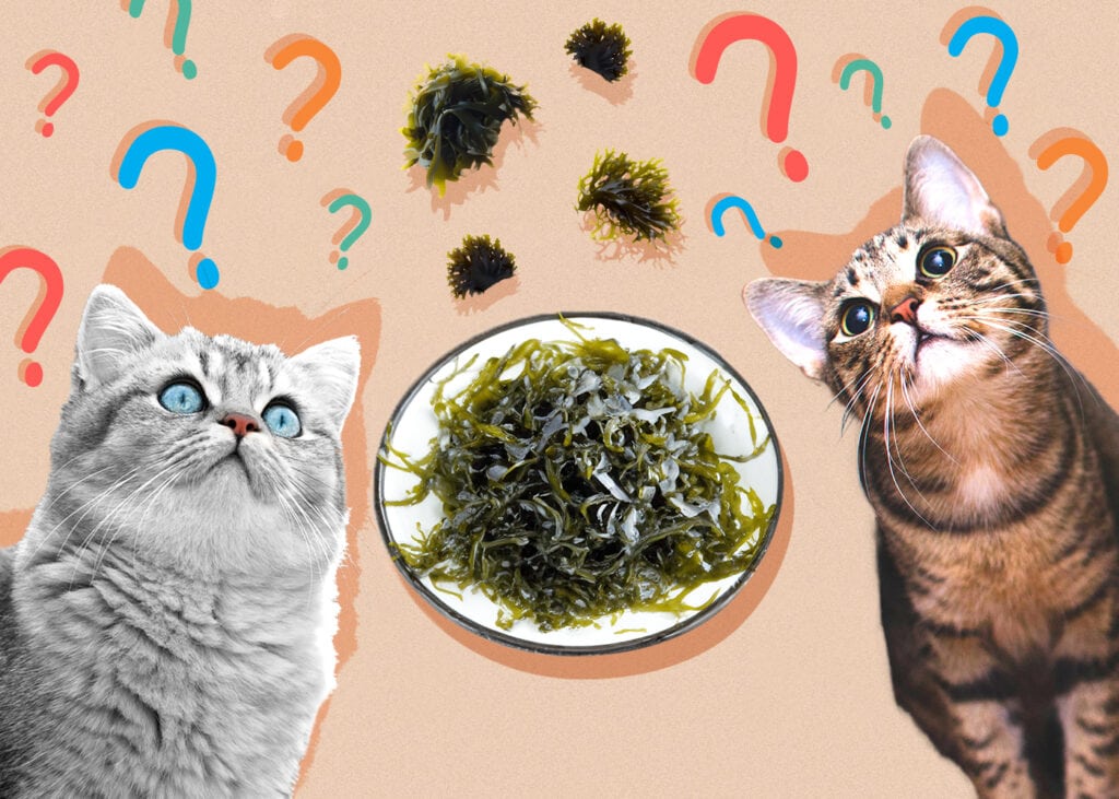 Can Cat Eat seaweed