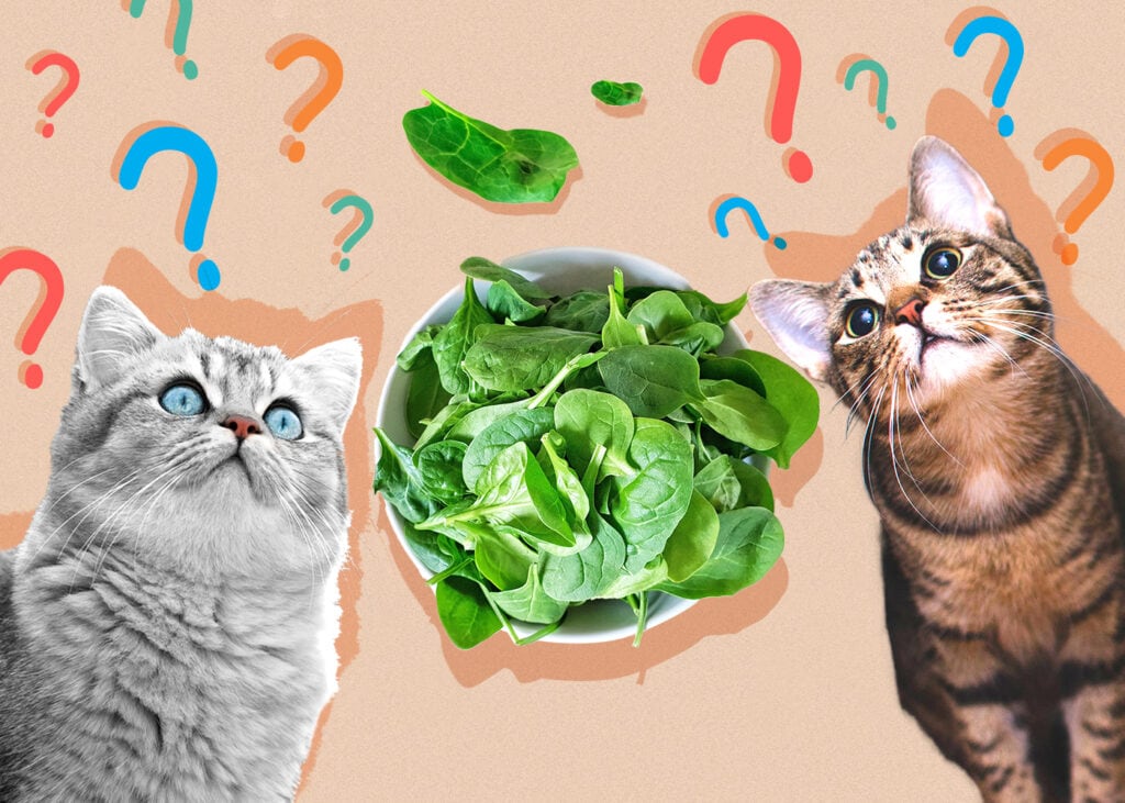 Can Cat Eat spinach