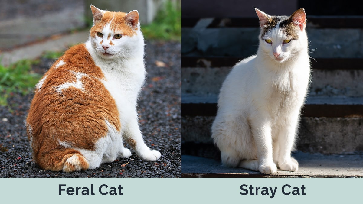 Feral Cat vs Stray Cat side by side