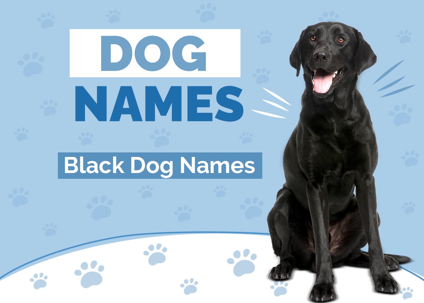 Black Dog Names