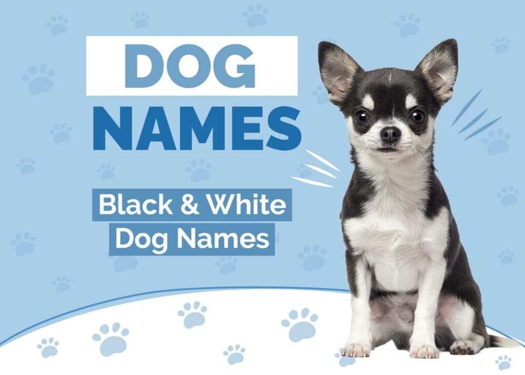 Black & White Dog Names