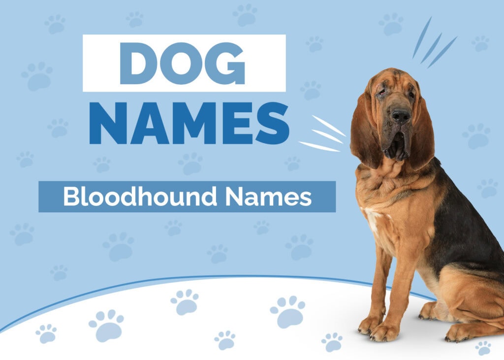 Amazing Names for Your New Bloodhound