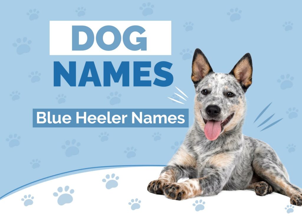 Blue Heeler Dog Names